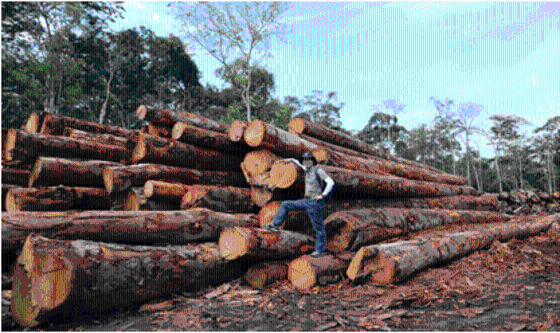 아마존 열대우림 Precious Wood 벌목장 견학