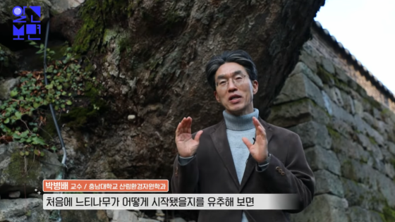[모닝와이드 인터뷰] 계룡산 ‘동학사’ 수백 살 나무가 담벼락을 뚫었다?